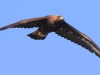 09 Steinadler 09.03.2016
