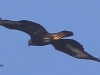 10 Steinadler m.Ring 09.03.2016