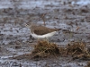 05 Waldwasserlaeufer 28.03.2016