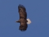 05 Seeadler ad 24.03.2016