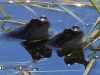 07 Moorfrosch 01.04.2016
