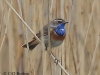 07 Blaukehlchen 08.04.2016