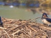 10 Rauchschwalben 18.04.2016