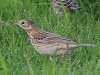 09 Baumpieper 22.04.2016