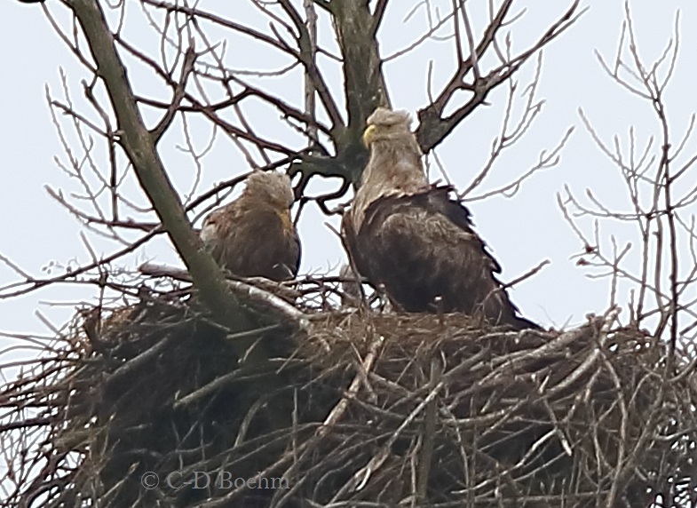 08 Seeadler 30.04.2016