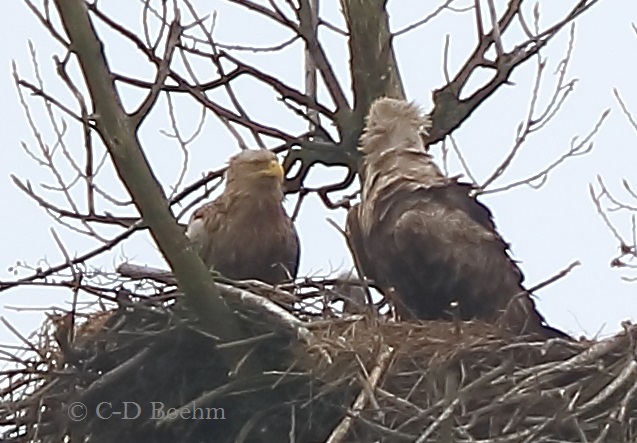 09 Seeadler 30.04.2016
