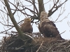09 Seeadler 30.04.2016