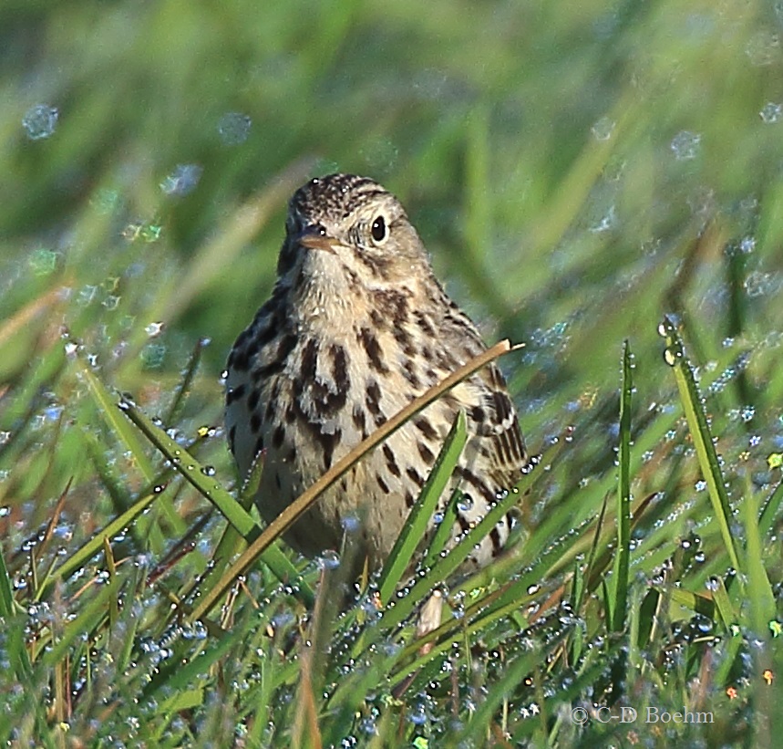 05 Wiesenpieper 04.05.2016