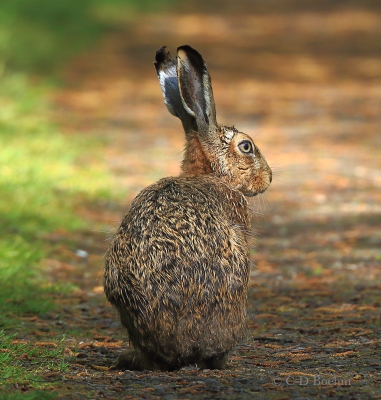 12 Hase 04.05.2016