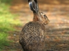 12 Hase 04.05.2016