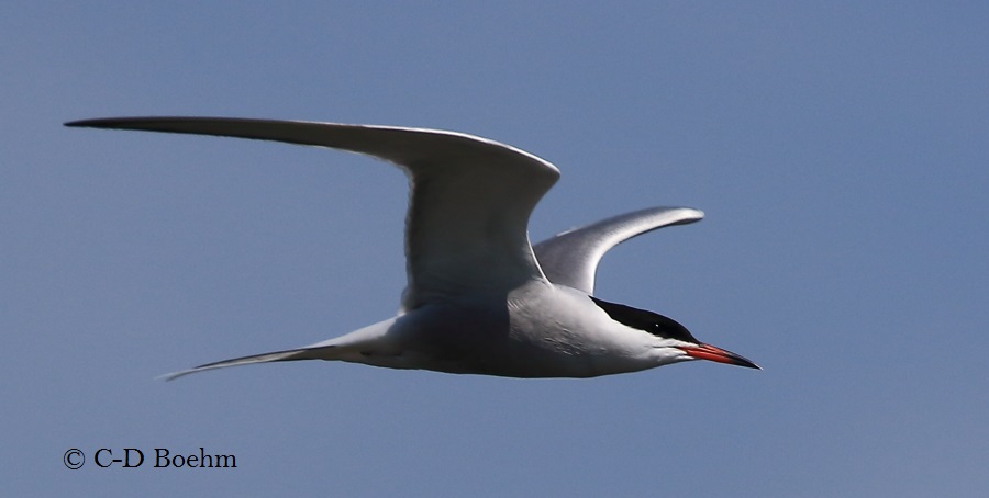 07 Flußseeschwalbe 10.05.2016