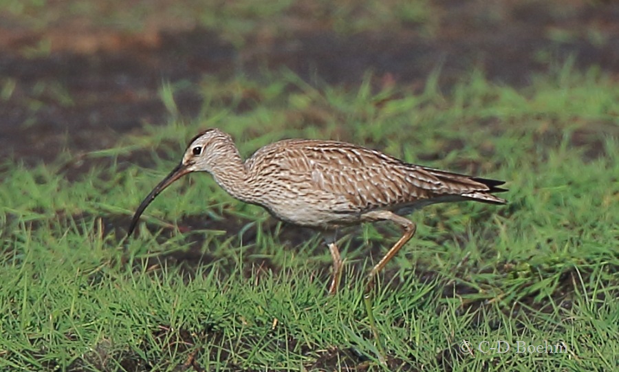 08 Regenbrachvogel 10.05.2016