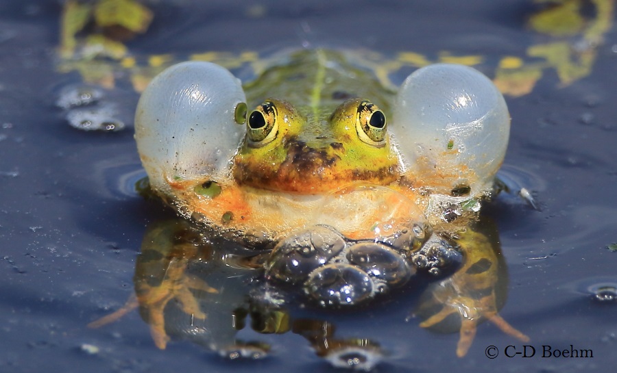 11 Teichfrosch 10.05.2016