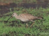 08 Regenbrachvogel 10.05.2016