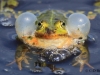 11 Teichfrosch 10.05.2016