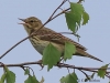 11 Baumpieper 19.05.2016