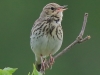 12 Baumpieper 19.05.2016