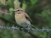 14 Braunkehlchen w. 19.05.2016