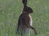 10 Hase 22.05.2016