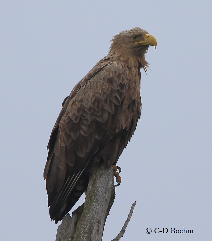 01 Seeadler 25.05.2016