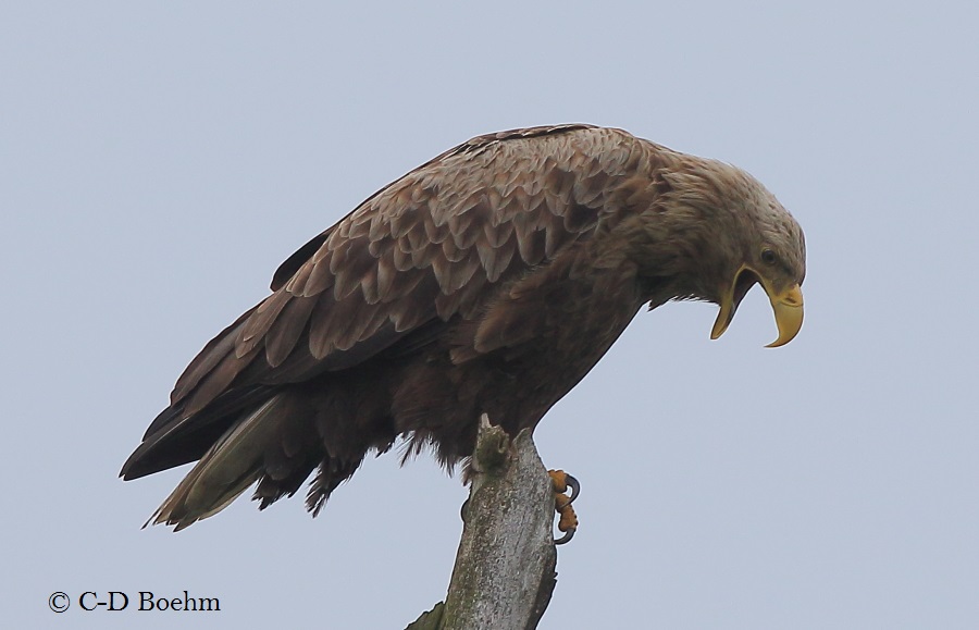 02 Seeadler 25.05.2016