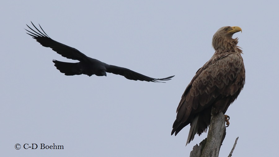 03 Seeadler 25.05.2016