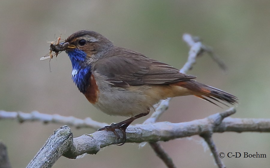 04 Blaukehlchen 25.05.2016