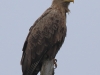 01 Seeadler 25.05.2016