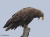 02 Seeadler 25.05.2016