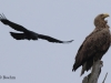 03 Seeadler 25.05.2016
