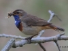 04 Blaukehlchen 25.05.2016