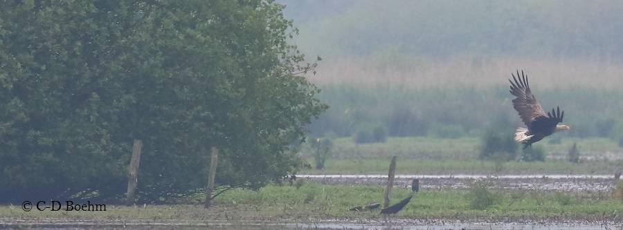 01 Seeadler 29.05.2016