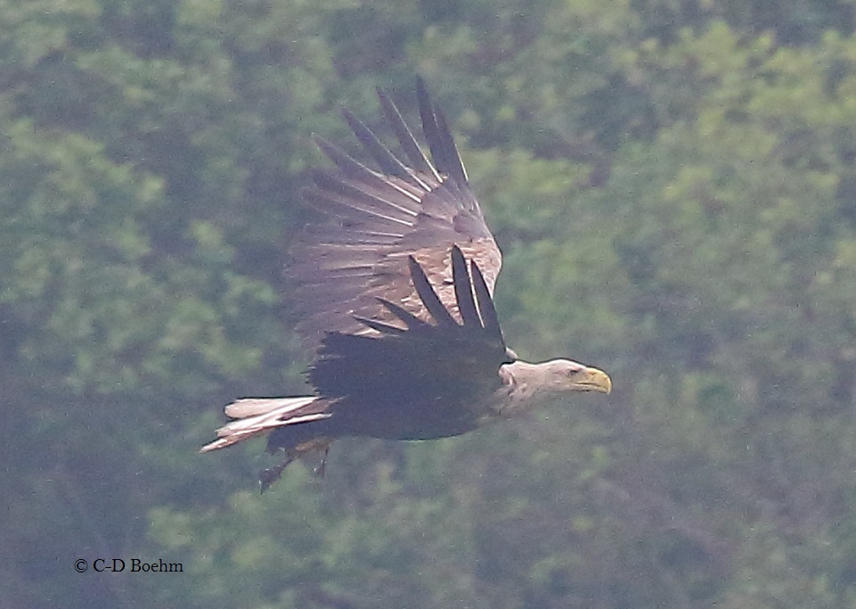 02 Seeadler 29.05.2016