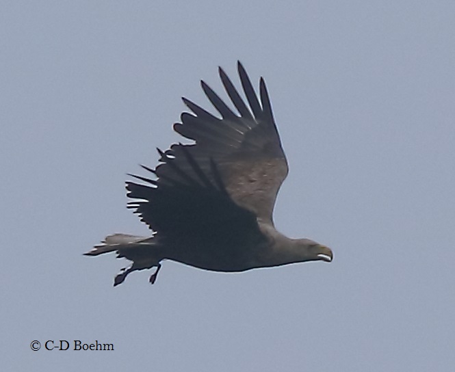 03 Seeadler 29.05.2016