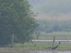 01 Seeadler 29.05.2016
