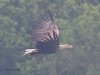 02 Seeadler 29.05.2016