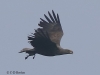 03 Seeadler 29.05.2016