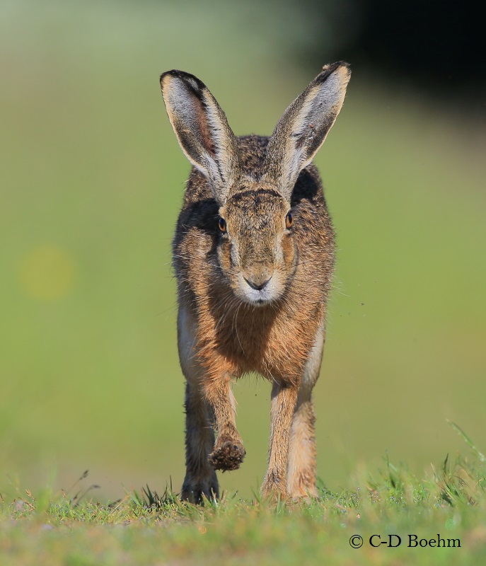 03 Hase 31.05.2016