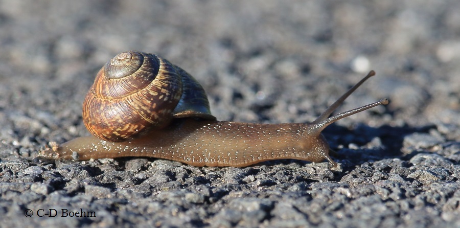 10 Schnecke 31.05.2016