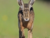 03 Hase 31.05.2016