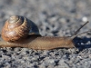 10 Schnecke 31.05.2016