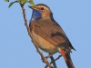 03 Blaukehlchen 05.06.2016
