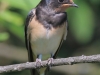 07 Rauchschwalbe 27.06.2016