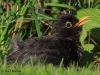 09 Amsel 19.07.2016