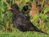 10 Amsel 19.07.2016