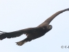 02 Seeadler JK 08.08.2016