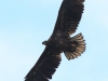03 Seeadler JK 08.08.2016