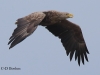 04 Seeadler ad 08.08.2016
