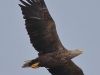 05 Seeadler ad 08.08.2016