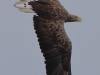 06 Seeadler ad 08.08.2016